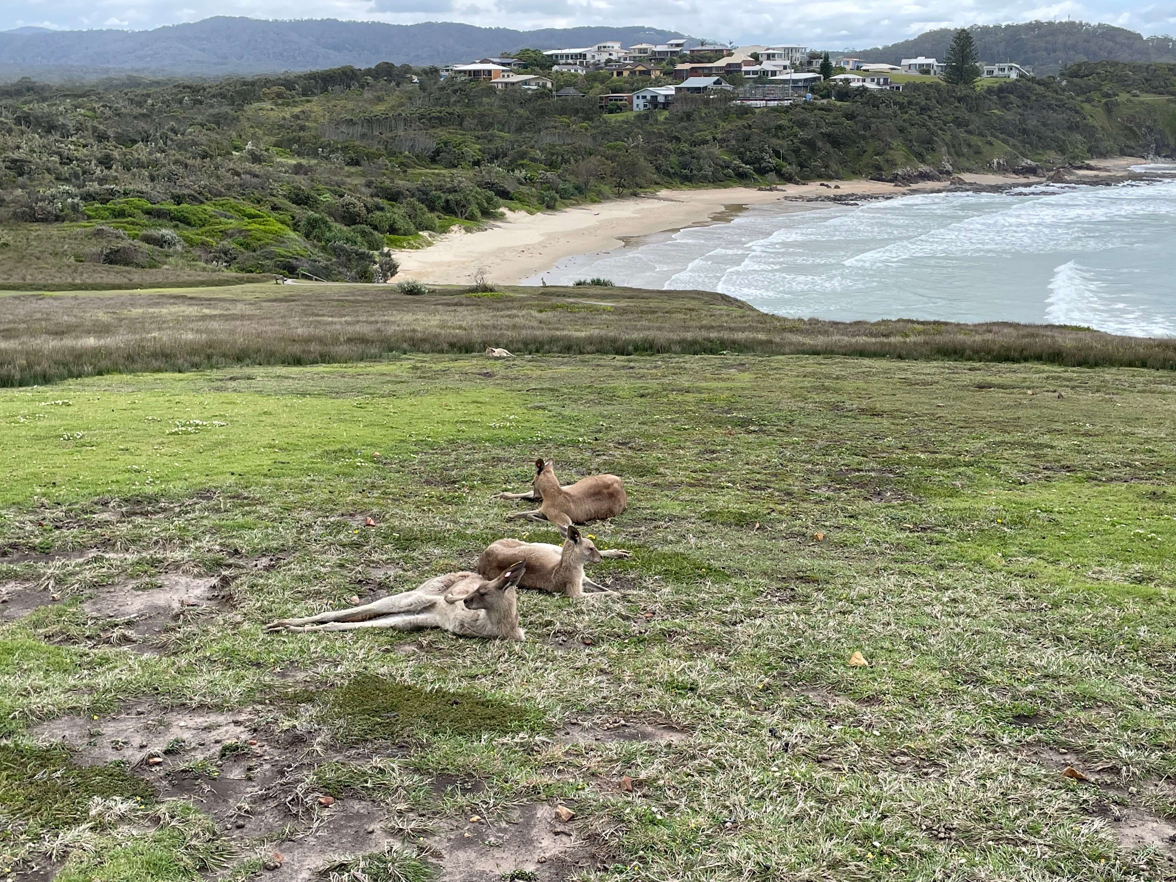 Kangaroos lounging against the coastal backdrop on Look At Me Now Headland walk near Coffs Harbour